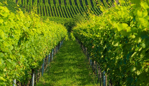 Vineyard rows